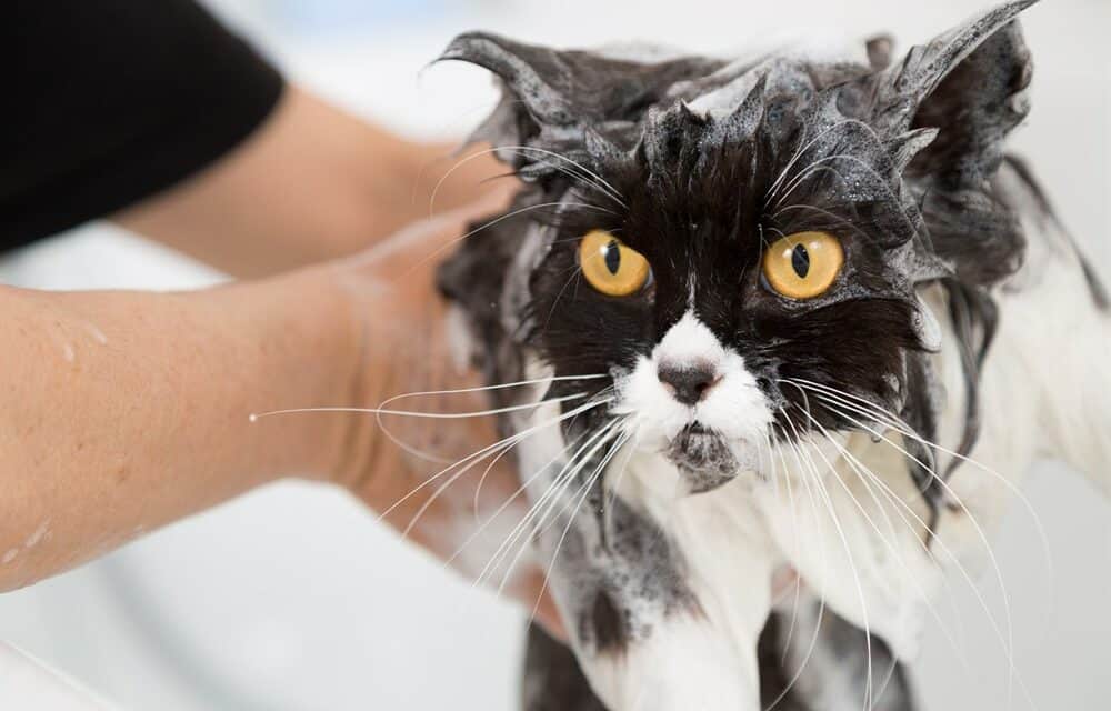 Is Ajax Dish Soap Safe for Cats?