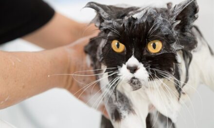 Is Ajax Dish Soap Safe for Cats?