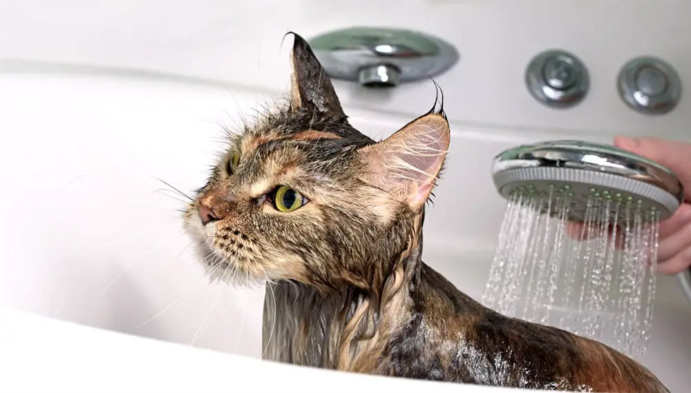 Use proper pet shampoo when washing your cat